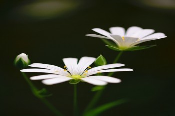 好醫(yī)保重疾險可靠嗎