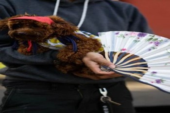 平安少兒重疾險(xiǎn)一年多少錢