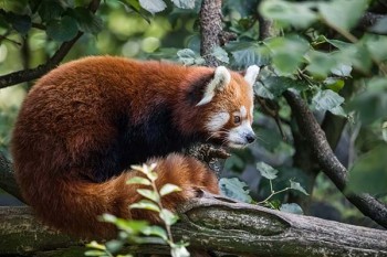 保險(xiǎn)公司不退保險(xiǎn)怎么辦？什么情況不能退保險(xiǎn)？