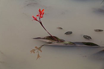 幼兒園的學(xué)平險保的是什么