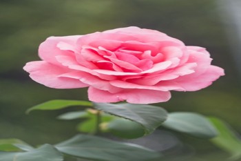 重疾險(xiǎn)可以推遲多久交