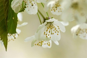 保險(xiǎn)猶豫期如何退保