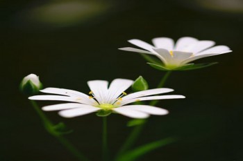 有沒(méi)有全額退保成功的