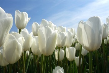 學(xué)平險身故賠付多少