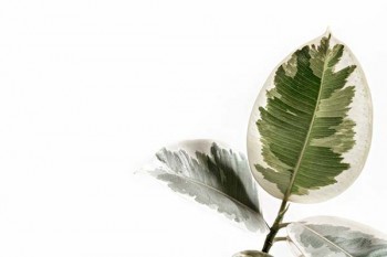 新華保險(xiǎn)健康無(wú)憂c款條款明細(xì)如何？有哪些特點(diǎn)？