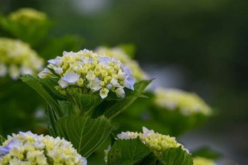 國壽福祿雙喜兩全保險怎么樣？值得買嗎？