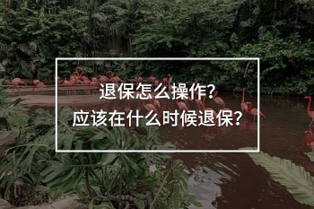 退保怎么操作？應(yīng)該在什么時(shí)候退保？