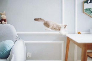 眾安保險怎么退款？流程是什么？