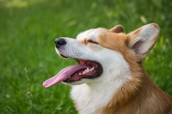 華安雇主無(wú)憂保條款有哪些？怎么樣？