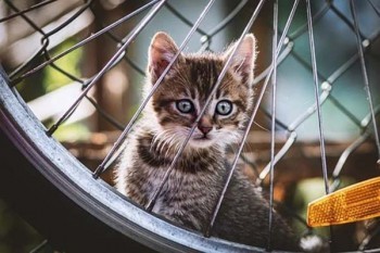 減額交清和退保哪個(gè)更劃算？有什么區(qū)別？