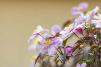 平安福保險(xiǎn)退保能退多少？退保流程是什么？