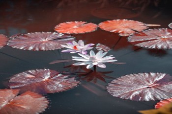 上海兒童醫(yī)療保險