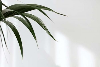 平安保險(xiǎn)退保能退多少