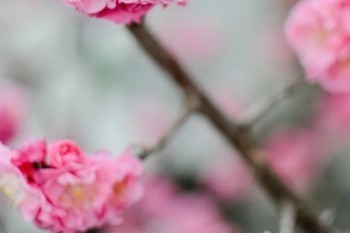 平安保險(xiǎn)能退嗎