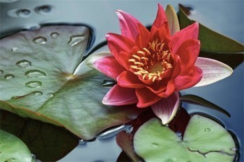 分紅險交滿退保能拿回多少錢