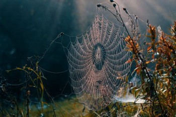 網(wǎng)上的退保團隊可信嗎