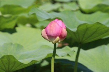 商業(yè)醫(yī)療保險(xiǎn)哪家公司最好