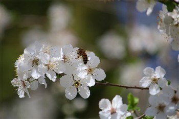 平安福減額交清和退保哪個(gè)更劃算