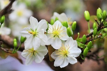 輕松籌怎么退保費