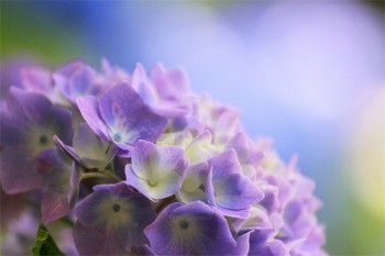 平安定期壽險(xiǎn)有哪幾款