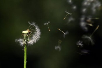 太平洋壽險金佑人生退保能退多少