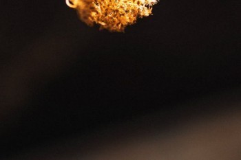 新華惠添富年金保險怎么樣