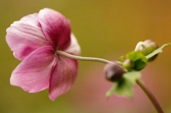 華夏保險(xiǎn)退保需要多久到賬