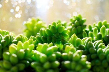 南通平安保險(xiǎn)退保在哪里
