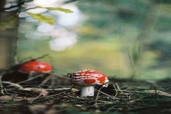 養(yǎng)老保險繳費基數(shù)是什么意思？如何確定？