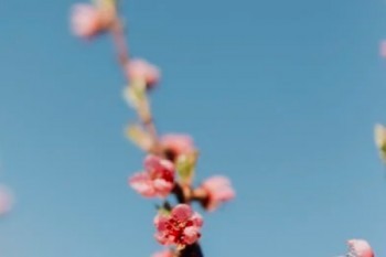 平安退?？梢栽诮鸸芗也僮鲉? width=