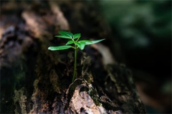 國壽康寧終身重大疾病保險(xiǎn)(至尊版)