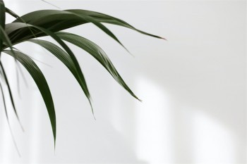 陽(yáng)光電銷保險(xiǎn)怎么退保