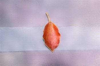 國(guó)壽康恒重大疾病保險(xiǎn)退保怎么計(jì)算