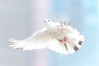 超級(jí)瑪麗3號(hào)在哪里買(mǎi)？是哪家公司的？