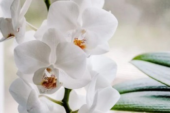 超級瑪麗4號重疾險保費怎么樣？投保規(guī)則如何？