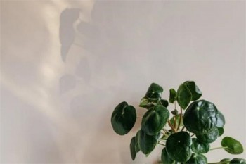 超級瑪麗2020重疾險(xiǎn)max 人工核保