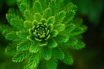 信泰達爾文5號煥新版在哪里買？有什么優(yōu)缺點？