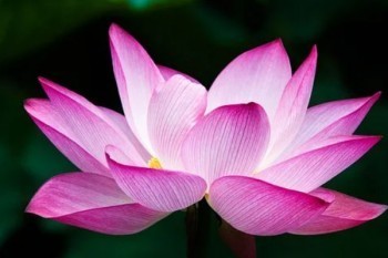信泰如意尊3.0版終身壽險(xiǎn)10年的缺點(diǎn)有哪些？投保規(guī)則是什么？
