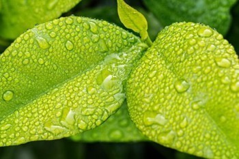 擎天柱6號核保寬松嗎？和華貴大麥2021選哪款？