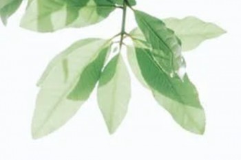 達(dá)爾文5號煥新版價格一年多少錢？保障內(nèi)容有哪些？