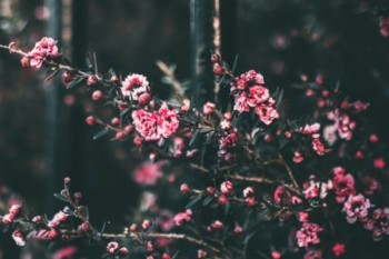 達(dá)爾文保險怎么樣