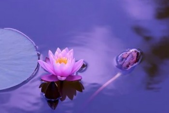 信泰完美人生守護(hù)的坑和缺點,全在這里了？有哪些保障內(nèi)容？