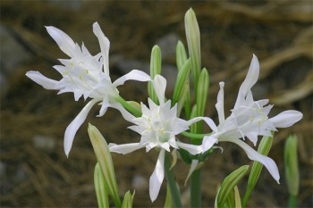 安鑫險(xiǎn)退保怎么處