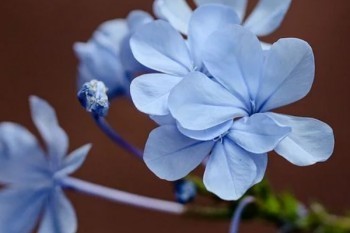 信泰保險如意享靠譜嗎？誰能買？