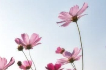 光大永明光明一生養(yǎng)老年金怎么樣？投保規(guī)則有那些？