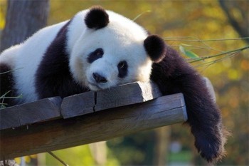 商業(yè)醫(yī)療保險(xiǎn)需要哪些材料報(bào)銷