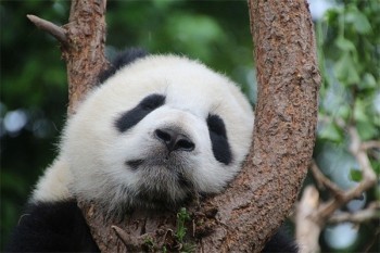 內(nèi)地保險(xiǎn)和香港保險(xiǎn)利與弊