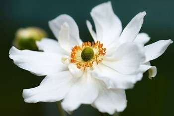 平安保險全額退款是真的嗎