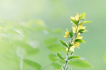 達(dá)爾文5號(hào)榮耀版如何購買？值得買嗎？