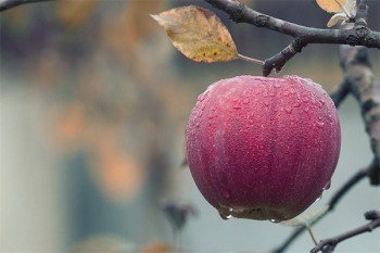 太平洋東方紅老來福